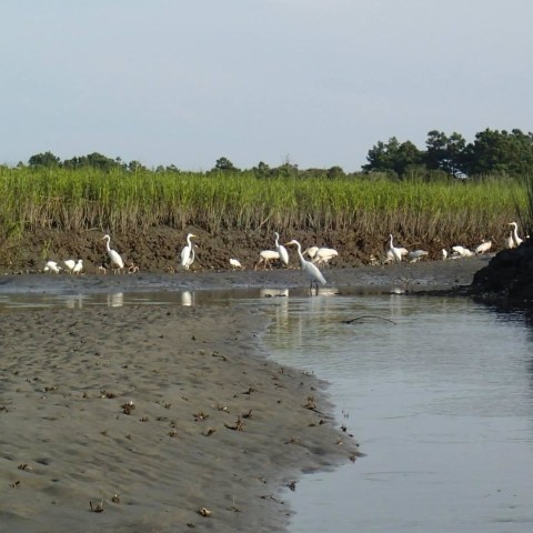 Birds in a salt marsh in Myrtle Beach, SC