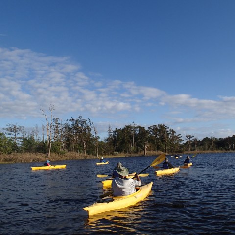 Group of kayakers
