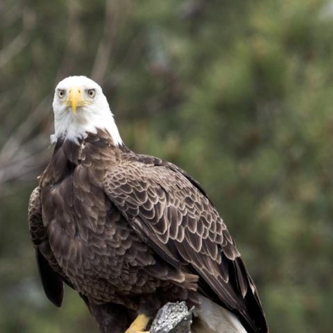 A bald eagle perched on a tree in Myrtle Beach, SC