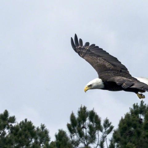 A bald eagle flying over the Black River in Myrtle Beach, SC
