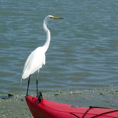 Native bird walking on shore near kayak in Myrtle Beach, SC