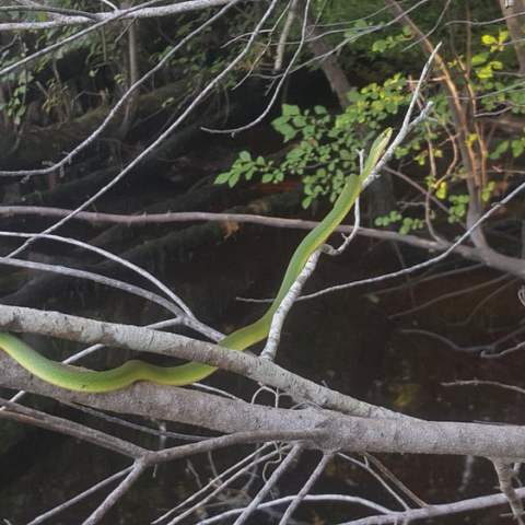 Snake slithering along branch in Myrtle Beach, SC