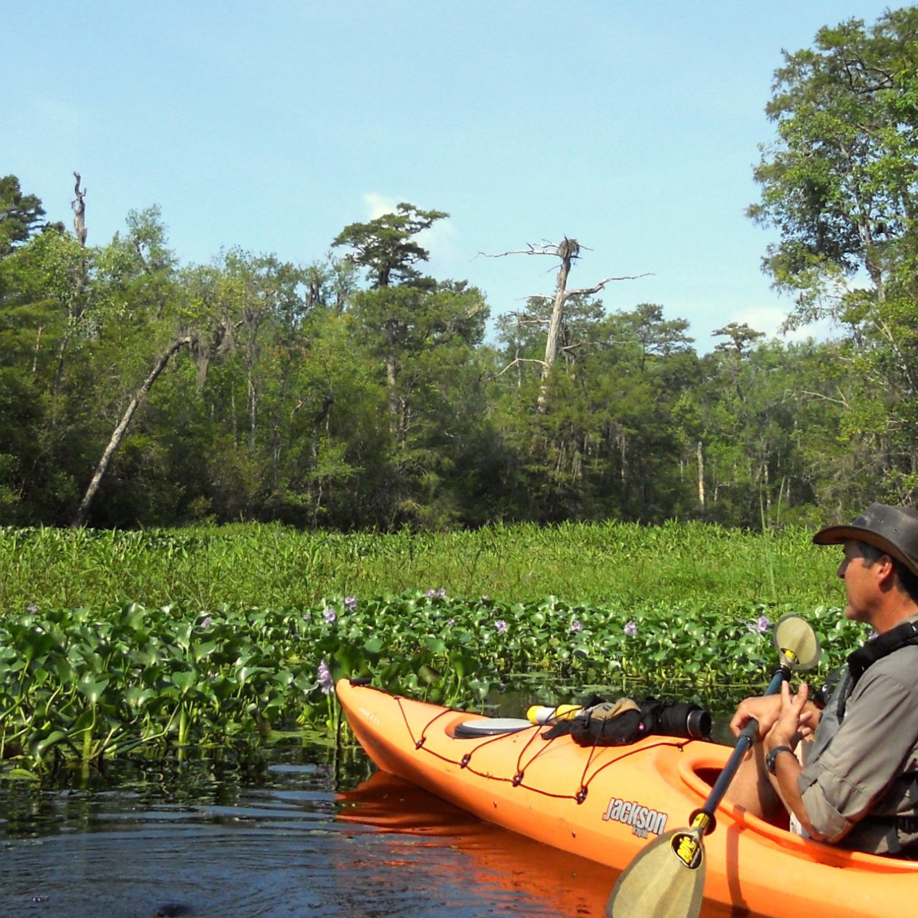 Kayak tour guide, Richard, leading an eco tour of Black River in Myrtle Beach, SC