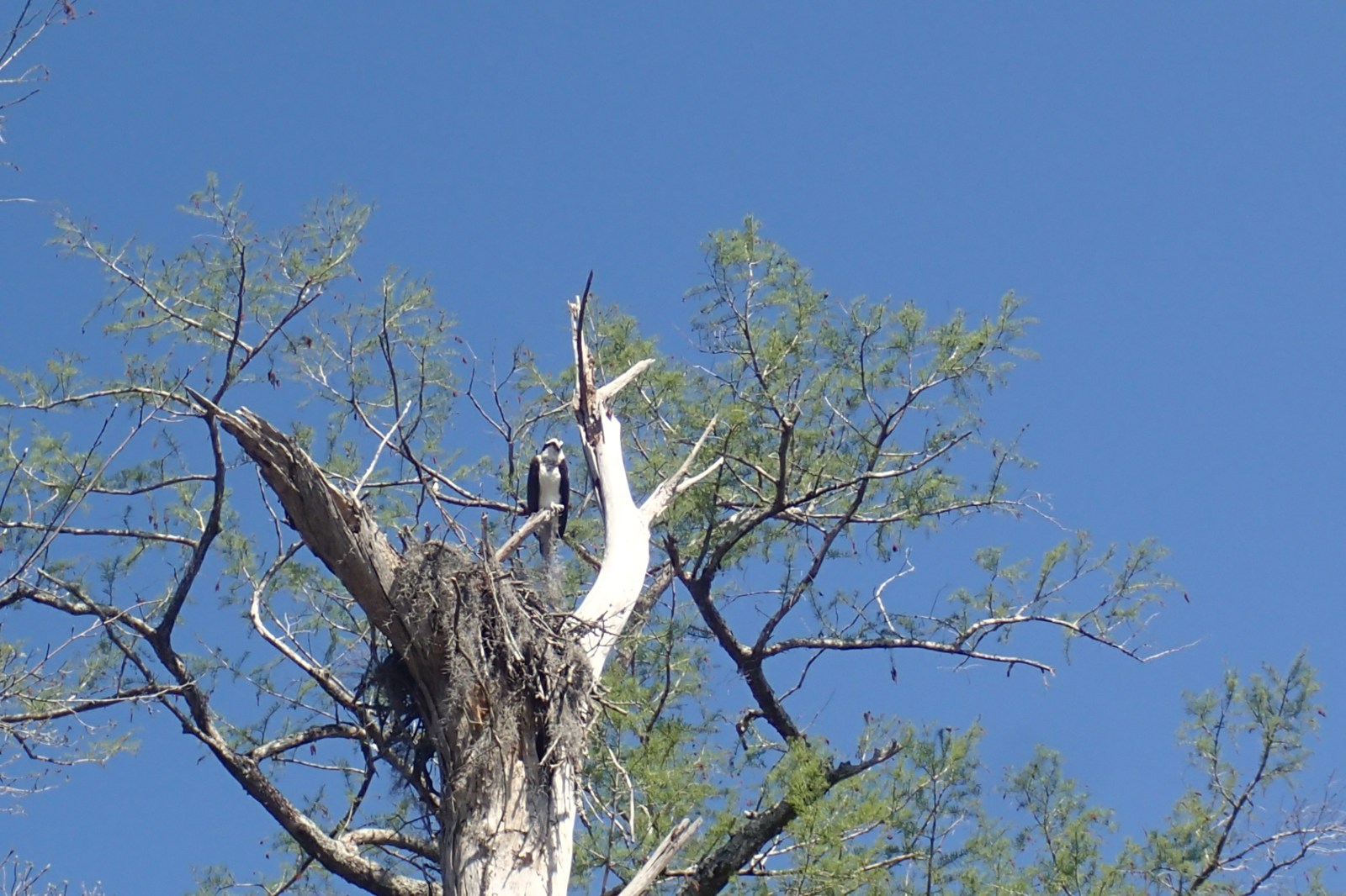 Female Osprey in dead Cypress tree on Black River in Myrtle Beach, SC