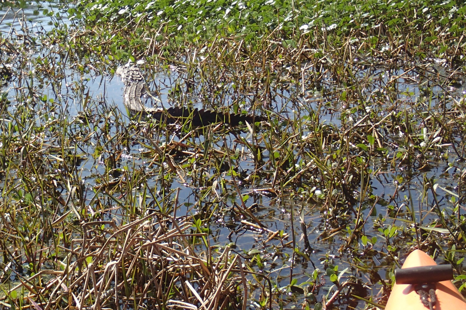 Alligator in Myrtle Beach swamp along Black River