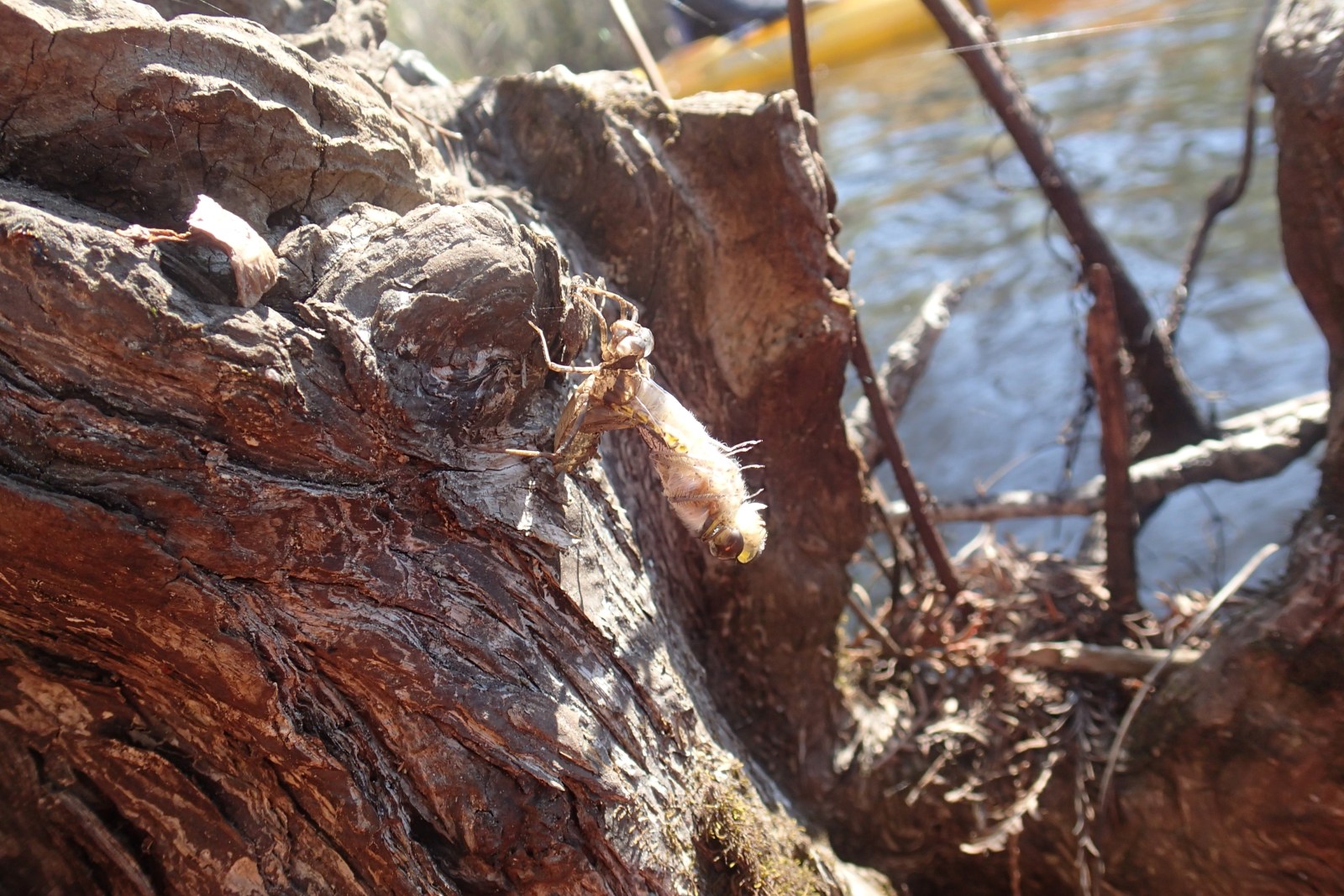 Dragonfly nymph emerging on tree stump along Black River in Myrtle Beach, SC