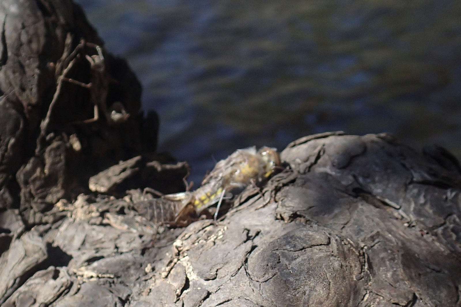 Dragonfly Nymph on Cypress Knee in Myrtle Beach, SC
