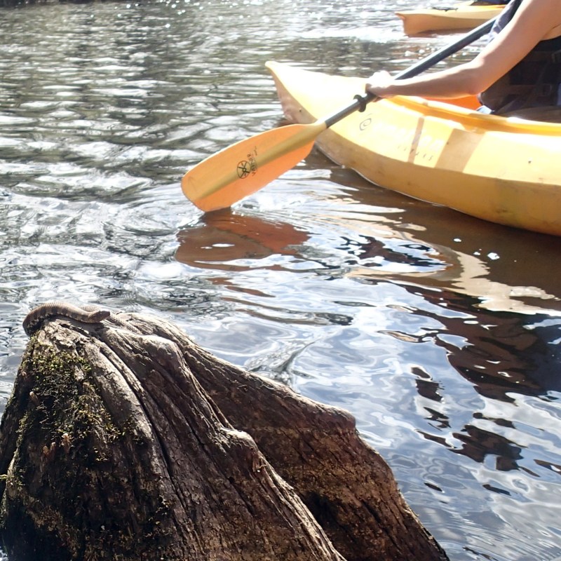 Kayaker paddling in Black River in Myrtle Beach, SC