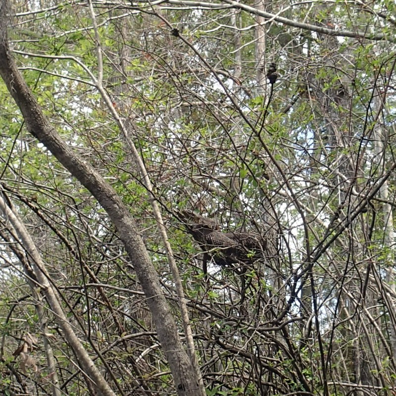 Bird in trees near marsh in Myrtle Beach