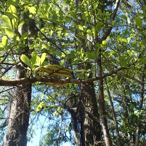 Snake in tree