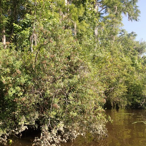 Waccamaw River