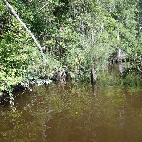 Cypress Swamp