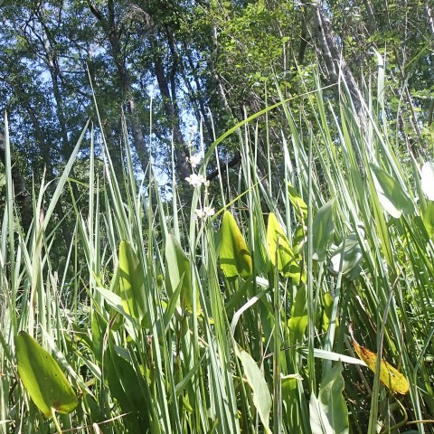 Marsh Grass