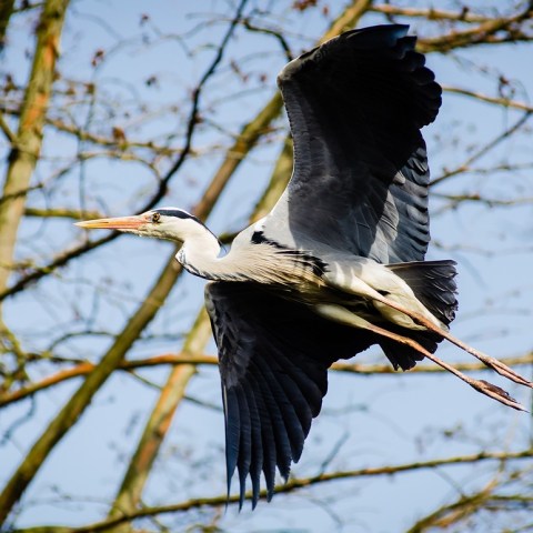 A bird native to Myrtle Beach flies over marshes