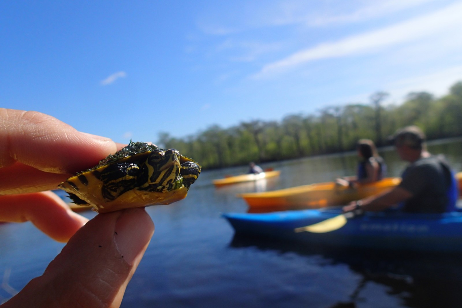 Small turtle on river