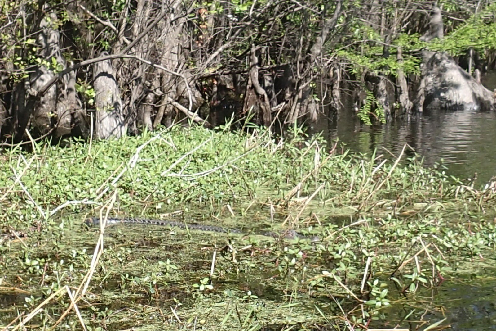 Snake in marsh