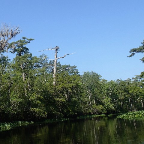 Cypress Swamp Tour in Myrtle Beach, South Carolina