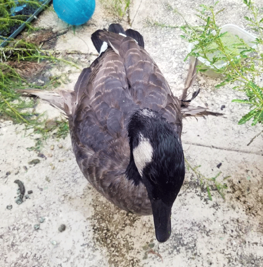 Canada Goose with Angel Wing