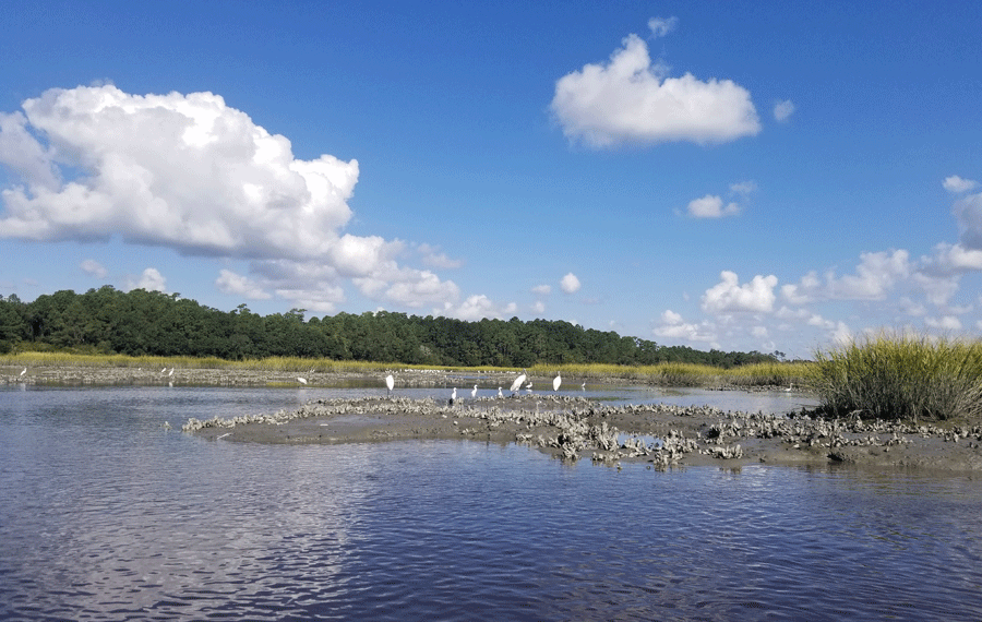 Wading Birds on Sandbar