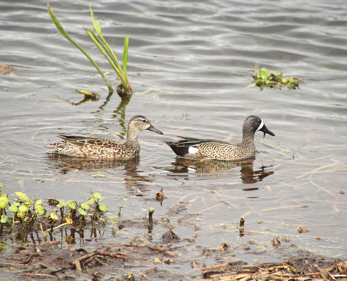 Blue-Winged-Teal Blue-Winged-Teal